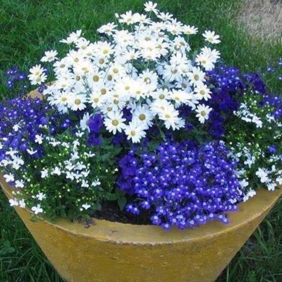 Meet your Posher, Jemma - Picture 1 of 1